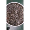 Sementes de girassol crus 363 para venda Nova safra sementes de girassol comuns Exportar sementes de girassol
